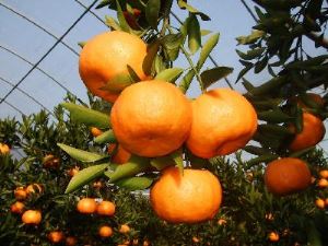 3 Kg Mandarynkowe Sacs z 6 Brix
